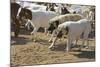 Anatolian Shepherd Dogs Walking with Goats-null-Mounted Photographic Print