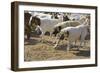 Anatolian Shepherd Dogs Walking with Goats-null-Framed Photographic Print
