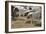 Anatolian Shepherd Dogs Walking with Goats-null-Framed Photographic Print