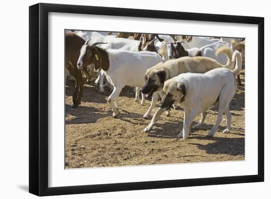 Anatolian Shepherd Dogs Walking with Goats-null-Framed Photographic Print