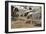 Anatolian Shepherd Dogs Walking with Goats-null-Framed Photographic Print