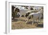 Anatolian Shepherd Dogs Walking with Goats-null-Framed Photographic Print