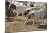Anatolian Shepherd Dogs Walking with Goats-null-Mounted Photographic Print