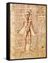Anatomical Chart of Human Body, Tractatabus de Pestilentia, 15th century Manuscript by M. Albik-null-Framed Stretched Canvas