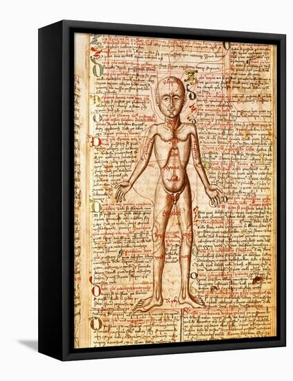 Anatomical Chart of Human Body, Tractatabus de Pestilentia, 15th century Manuscript by M. Albik-null-Framed Stretched Canvas