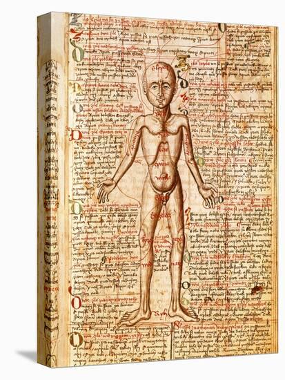 Anatomical Chart of Human Body, Tractatabus de Pestilentia, 15th century Manuscript by M. Albik-null-Stretched Canvas