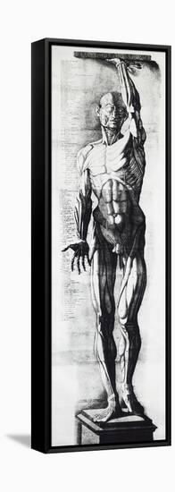 Anatomical Chart-Ercole Lelli-Framed Stretched Canvas