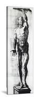 Anatomical Chart-Ercole Lelli-Stretched Canvas