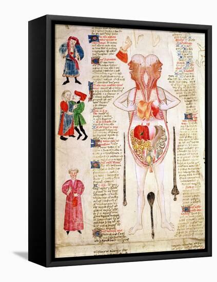 Anatomical Diagram, from "De Arte Phisicali E De Cirurgia" by John Arderne, 1412-null-Framed Stretched Canvas