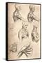 Anatomical Drawing, C1472-C1519 (1883)-Leonardo da Vinci-Framed Stretched Canvas