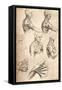 Anatomical Drawing, C1472-C1519 (1883)-Leonardo da Vinci-Framed Stretched Canvas