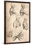 Anatomical Drawing, C1472-C1519 (1883)-Leonardo da Vinci-Framed Giclee Print