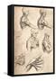 Anatomical Drawing, C1472-C1519 (1883)-Leonardo da Vinci-Framed Stretched Canvas