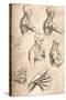 Anatomical Drawing, C1472-C1519 (1883)-Leonardo da Vinci-Stretched Canvas