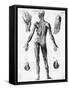 Anatomical Illus. of Human Muscles-null-Framed Stretched Canvas