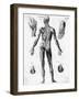 Anatomical Illus. of Human Muscles-null-Framed Giclee Print