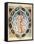 Anatomical Man-null-Framed Stretched Canvas