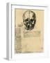 Anatomical Sketch of a Human Skull, C1472-1519-Leonardo da Vinci-Framed Giclee Print