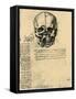 Anatomical Sketch of a Human Skull, C1472-1519-Leonardo da Vinci-Framed Stretched Canvas