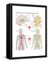 Anatomical Sources of Neural and Hematopoietic Stem Cells. Biology-Encyclopaedia Britannica-Framed Stretched Canvas