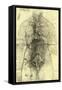 Anatomical Structure-Leonardo da Vinci-Framed Stretched Canvas