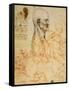 Anatomical Studies, circa 1500-07-Leonardo da Vinci-Framed Stretched Canvas