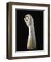 Anatomical Study for Realization of Marble Sculptures, Detail of Forearm and Hand Holding Sphere-null-Framed Giclee Print