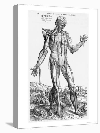 Anatomical Study, Illustration from "De Humani Corporis Fabrica", 1543-Andreas Vesalius-Stretched Canvas