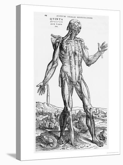 Anatomical Study, Illustration from "De Humani Corporis Fabrica", 1543-Andreas Vesalius-Stretched Canvas