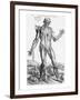 Anatomical Study, Illustration from "De Humani Corporis Fabrica", 1543-Andreas Vesalius-Framed Premium Giclee Print