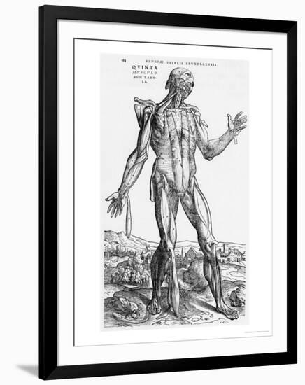 Anatomical Study, Illustration from "De Humani Corporis Fabrica", 1543-Andreas Vesalius-Framed Premium Giclee Print