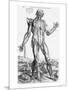 Anatomical Study, Illustration from "De Humani Corporis Fabrica", 1543-Andreas Vesalius-Mounted Premium Giclee Print