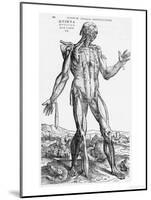 Anatomical Study, Illustration from "De Humani Corporis Fabrica", 1543-Andreas Vesalius-Mounted Giclee Print