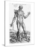 Anatomical Study, Illustration from "De Humani Corporis Fabrica", 1543-Andreas Vesalius-Stretched Canvas