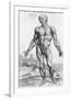 Anatomical Study, Illustration from "De Humani Corporis Fabrica", 1543-Andreas Vesalius-Framed Giclee Print