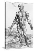 Anatomical Study, Illustration from "De Humani Corporis Fabrica", 1543-Andreas Vesalius-Stretched Canvas