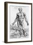 Anatomical Study, Illustration from "De Humani Corporis Fabrica", 1543-Andreas Vesalius-Framed Premium Giclee Print