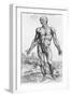 Anatomical Study, Illustration from "De Humani Corporis Fabrica", 1543-Andreas Vesalius-Framed Premium Giclee Print