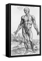 Anatomical Study, Illustration from "De Humani Corporis Fabrica", 1543-Andreas Vesalius-Framed Stretched Canvas