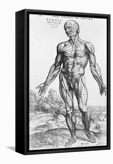 Anatomical Study, Illustration from "De Humani Corporis Fabrica", 1543-Andreas Vesalius-Framed Stretched Canvas