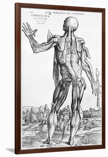 Anatomical Study, Illustration from "De Humani Corporis Fabrica", 1543-Andreas Vesalius-Framed Giclee Print