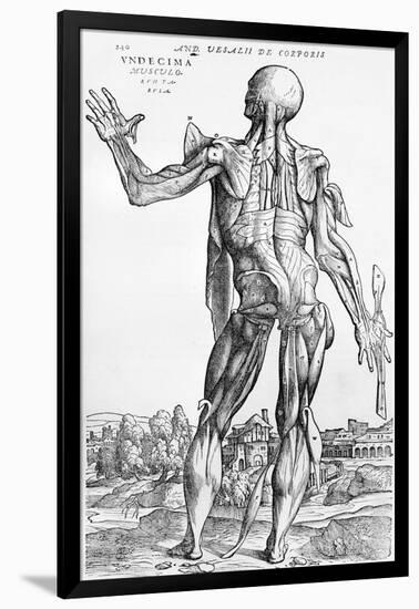 Anatomical Study, Illustration from "De Humani Corporis Fabrica", 1543-Andreas Vesalius-Framed Giclee Print