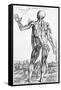 Anatomical Study, Illustration from "De Humani Corporis Fabrica", 1543-Andreas Vesalius-Framed Stretched Canvas