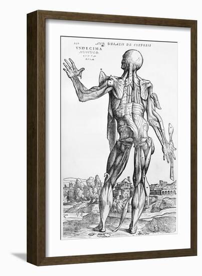 Anatomical Study, Illustration from "De Humani Corporis Fabrica", 1543-Andreas Vesalius-Framed Giclee Print