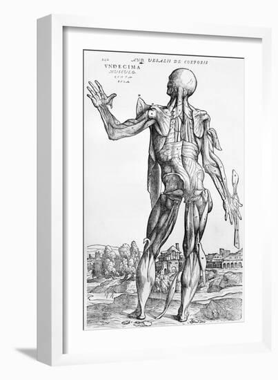 Anatomical Study, Illustration from "De Humani Corporis Fabrica", 1543-Andreas Vesalius-Framed Giclee Print