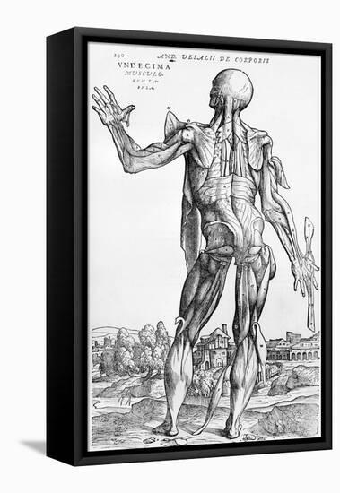Anatomical Study, Illustration from "De Humani Corporis Fabrica", 1543-Andreas Vesalius-Framed Stretched Canvas