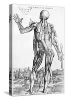 Anatomical Study, Illustration from "De Humani Corporis Fabrica", 1543-Andreas Vesalius-Stretched Canvas