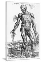 Anatomical Study, Illustration from "De Humani Corporis Fabrica", 1543-Andreas Vesalius-Stretched Canvas