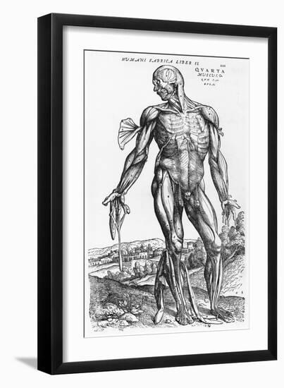 Anatomical Study, Illustration from "De Humani Corporis Fabrica", 1543-Andreas Vesalius-Framed Premium Giclee Print