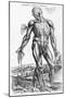 Anatomical Study, Illustration from "De Humani Corporis Fabrica", 1543-Andreas Vesalius-Mounted Premium Giclee Print